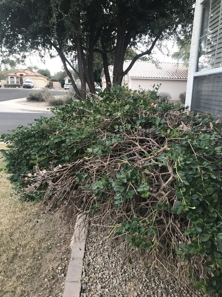 Top-rated landscape design experts serving Mesa, AZ - Riverview Property Services