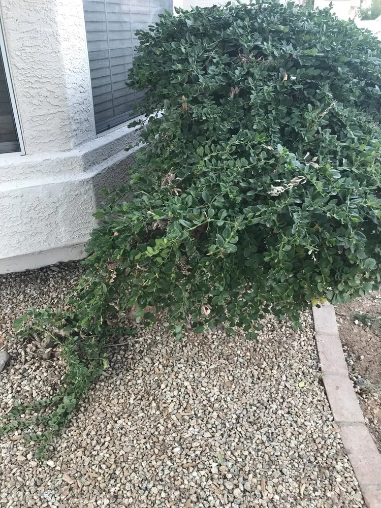 Professional landscape design in Mesa, AZ by Riverview Property Services