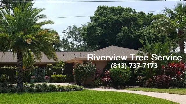 Affordable lawn mowing service for outdoor upgrades in Temple Terrace, FL by Riverview Tree Service