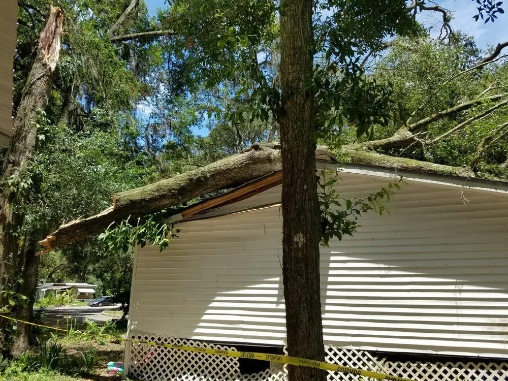 Expert outdoor landscaping for year-round maintenance across Temple Terrace, FL - Riverview Tree Service