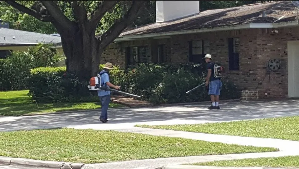 Expert yard cleanup service in Temple Terrace, FL - Riverview Tree Service