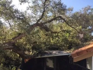 Expert garden landscaping experts serving Temple Terrace, FL - Riverview Tree Service