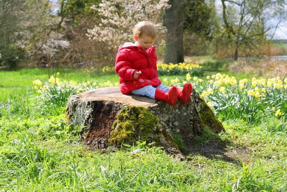 Expert landscape installation in Temple Terrace, FL by Riverview Tree Service