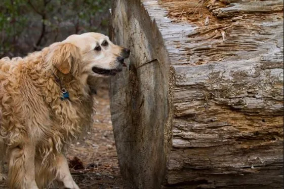 Local yard maintenance experts serving Temple Terrace, FL - Riverview Tree Service
