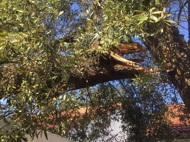 Professional landscaping services in Temple Terrace, FL - Riverview Tree Service