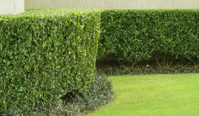 Local lawn care service for residential properties in Adrian, MI by Riviera