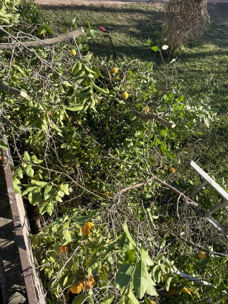 Reliable yard maintenance in Azusa, CA - Rizo's Landscaping