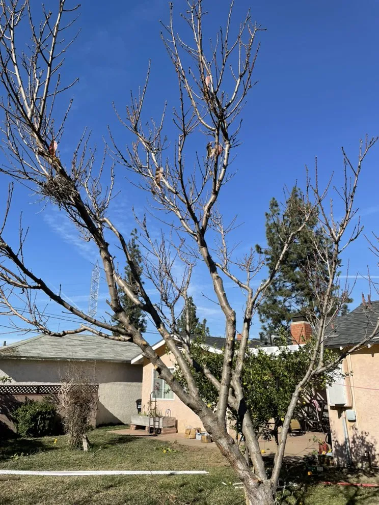 Reliable yard cleanup service near you in Azusa, CA by Rizo's Landscaping