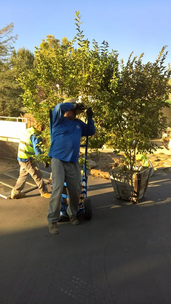 Local lawn care service in Fresno, CA by RJ Landscape Service