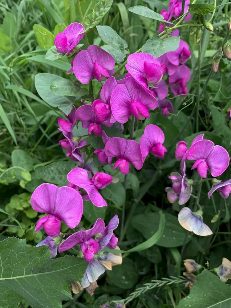 Custom yard maintenance in Salt Lake City, UT - RJ Landscaping Of Utah