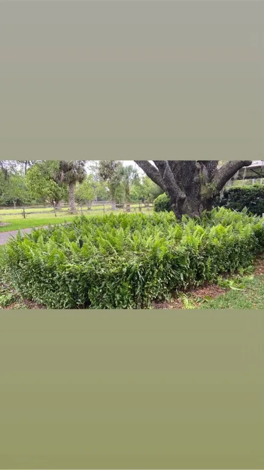 Expert lawn care service for year-round maintenance across Edgewood, FL - R&J Landscaping Services