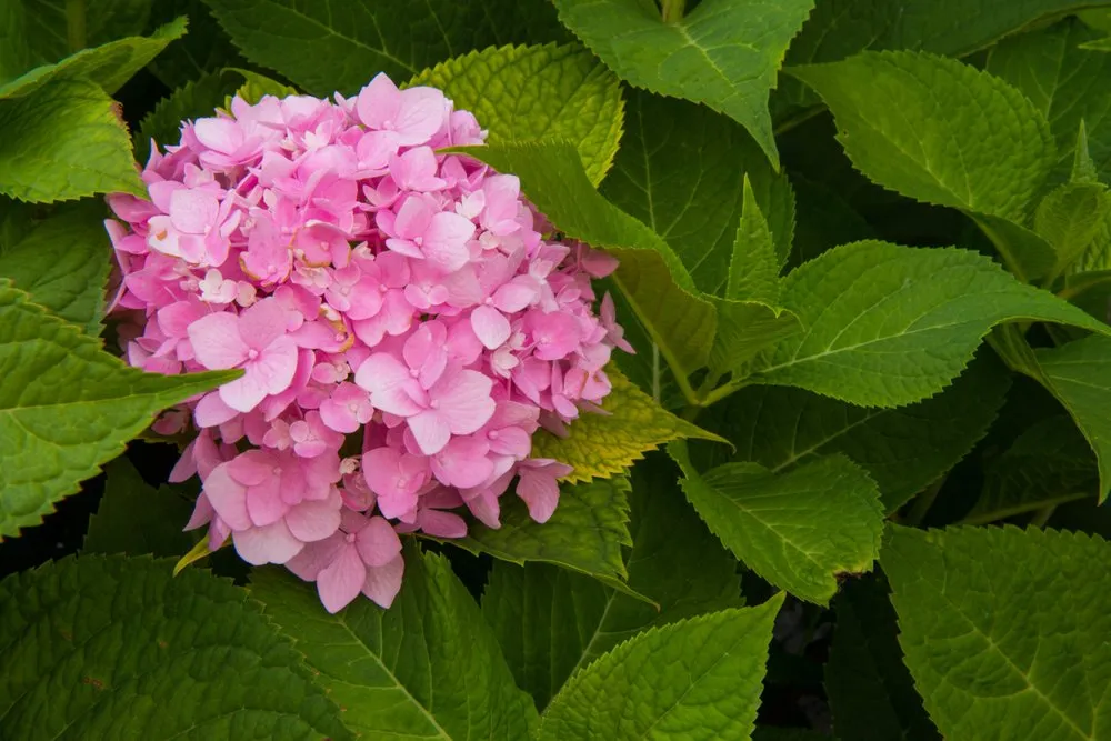 Professional yard maintenance for residential properties in Waukee, IA by RJ Lawn & Landscape