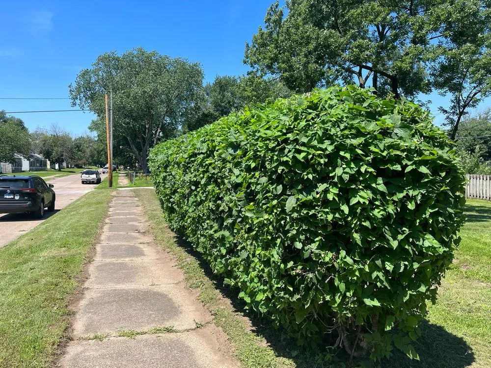 Expert yard cleanup service in Muscatine, IA by R&J Lawn Care and Cleaning