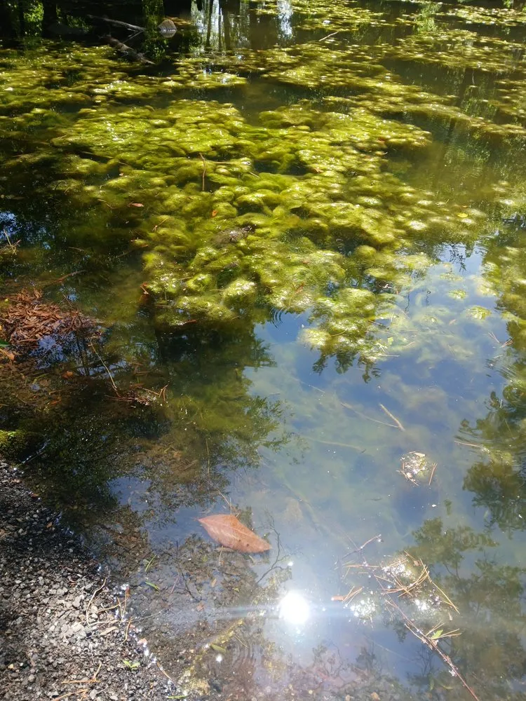 Trusted lawn care service with custom design in Gastonia, NC by RJ Mow Lawn