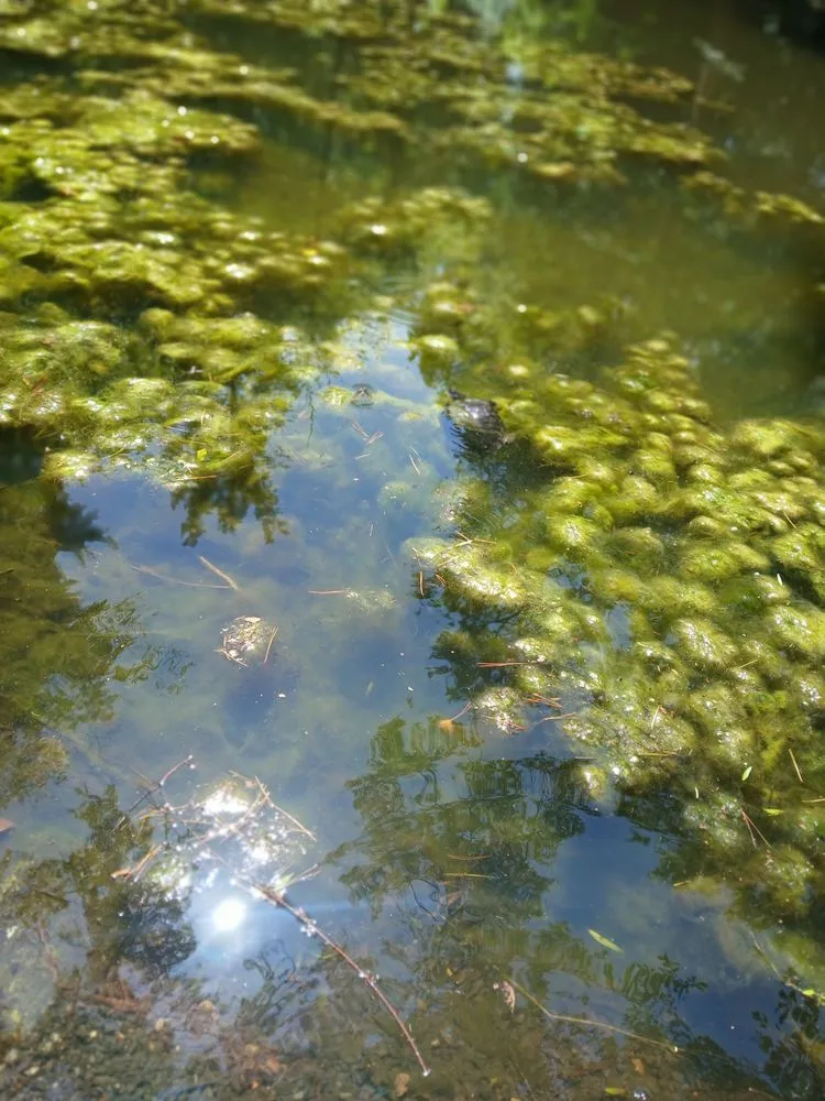 Professional lawn care service experts serving Gastonia, NC - RJ Mow Lawn