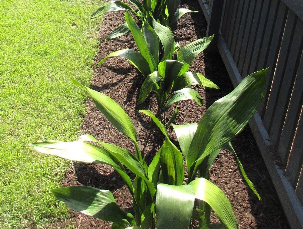 Top-rated yard maintenance in Walterboro, SC - RJ Southern Enterprises INC.