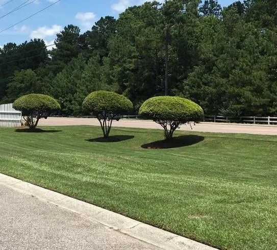 Trusted lawn care service for residential properties across Walterboro, SC - RJ Southern Enterprises INC.