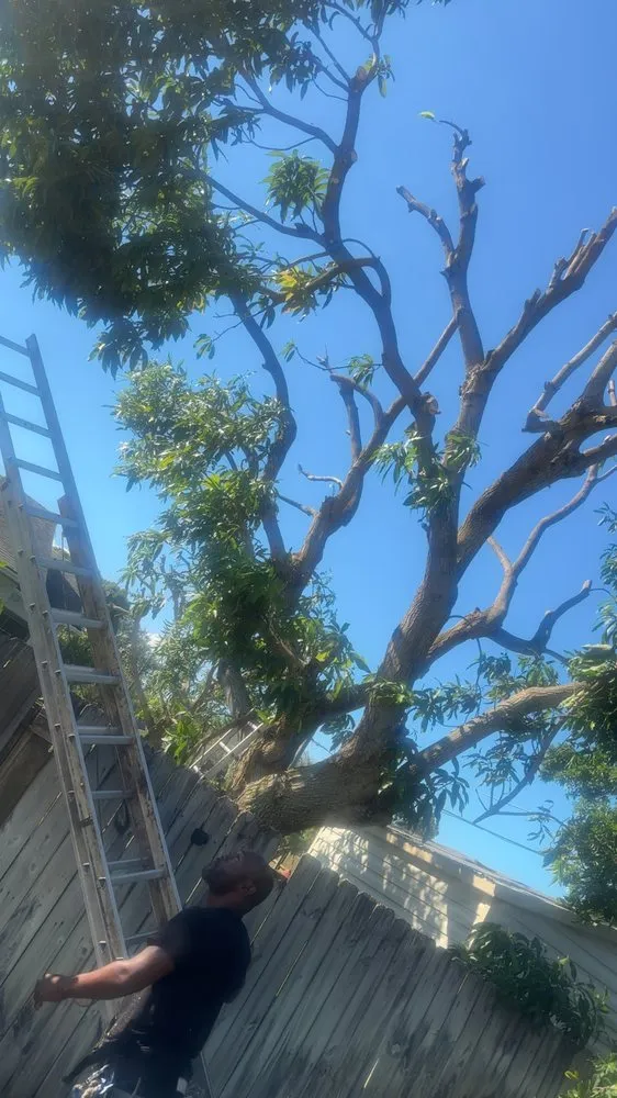 Trusted yard cleanup service experts serving Palm Bay, FL - R&J Tree Service and Landscaping