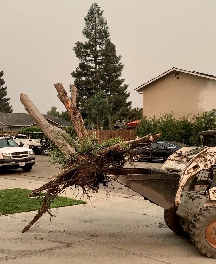 Reliable lawn care service for beautiful yards across Lodi, CA - RJQ Landscape and Design