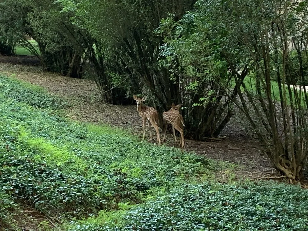 Trusted yard maintenance in Bel Air, MD by RJ's Lawn Mowing