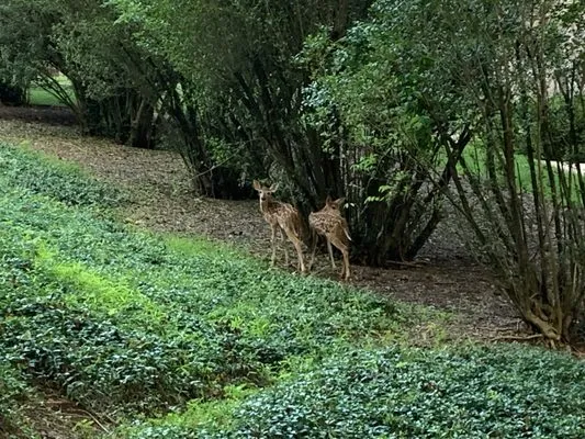 RJ's Lawn Mowing Logo
