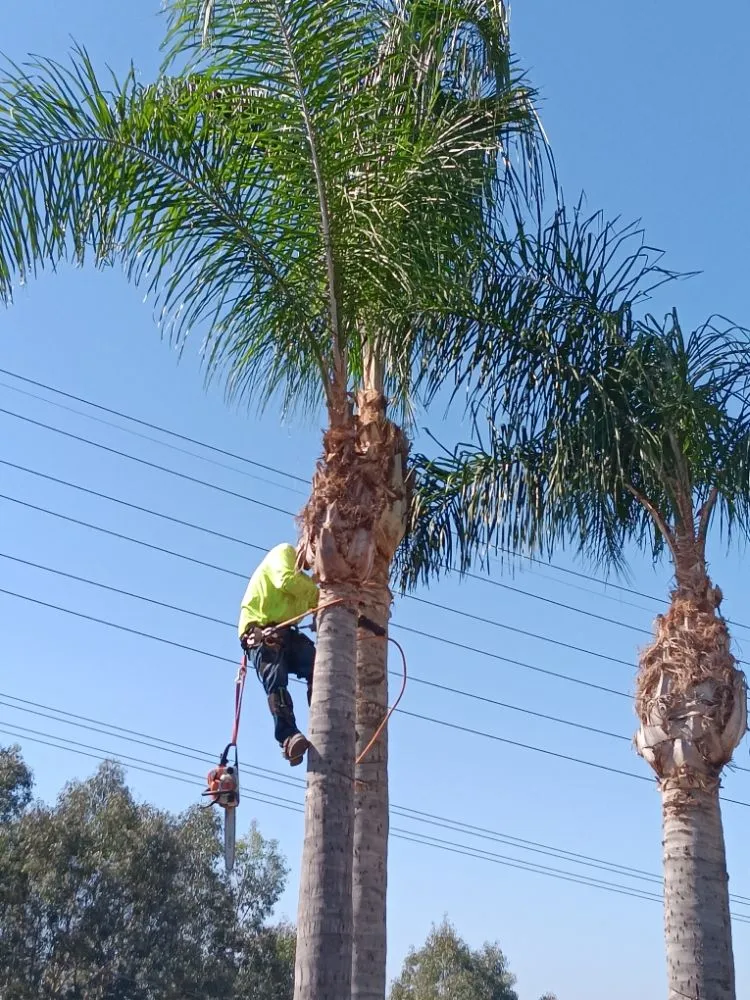 Trusted landscape installation for homes in Porterville, CA by RJ's Lawncare and Handyman service