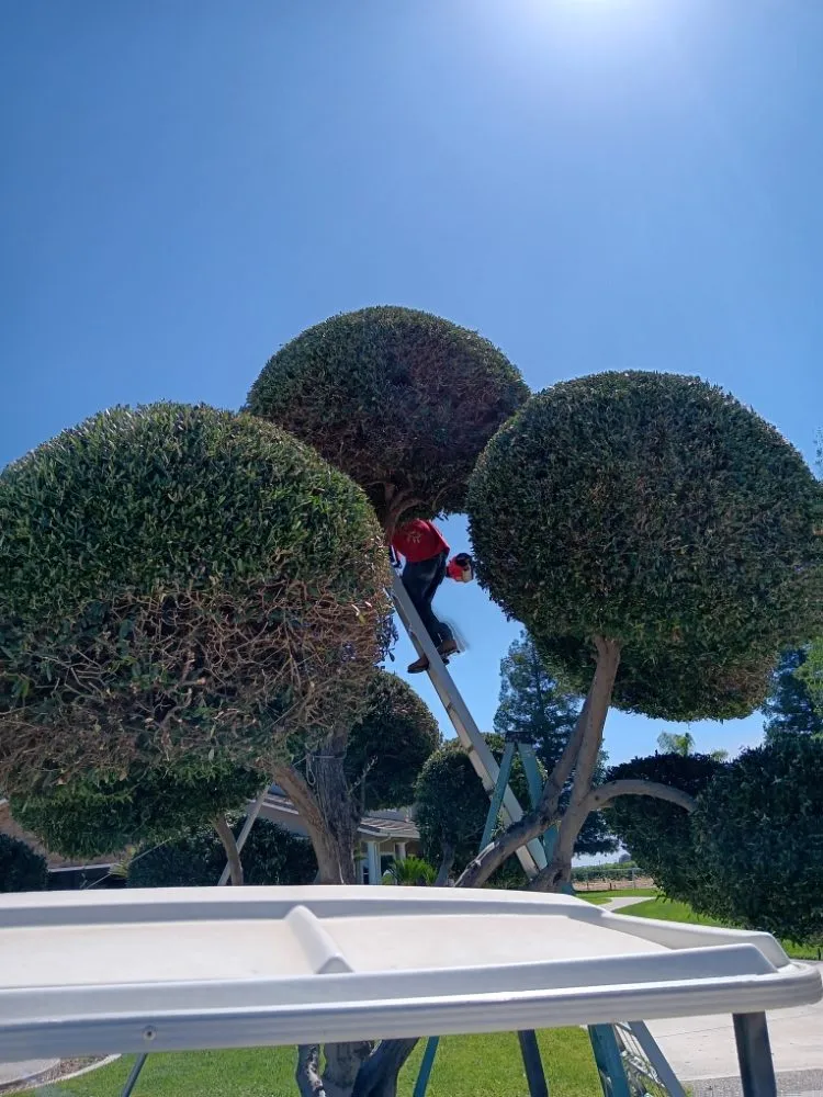 Trusted landscape design for outdoor upgrades in Porterville, CA by RJ's Lawncare and Handyman service