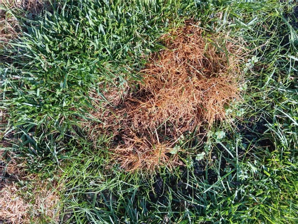 Top-rated lawn mowing service for homes in Porterville, CA by RJ's Lawncare and Handyman service