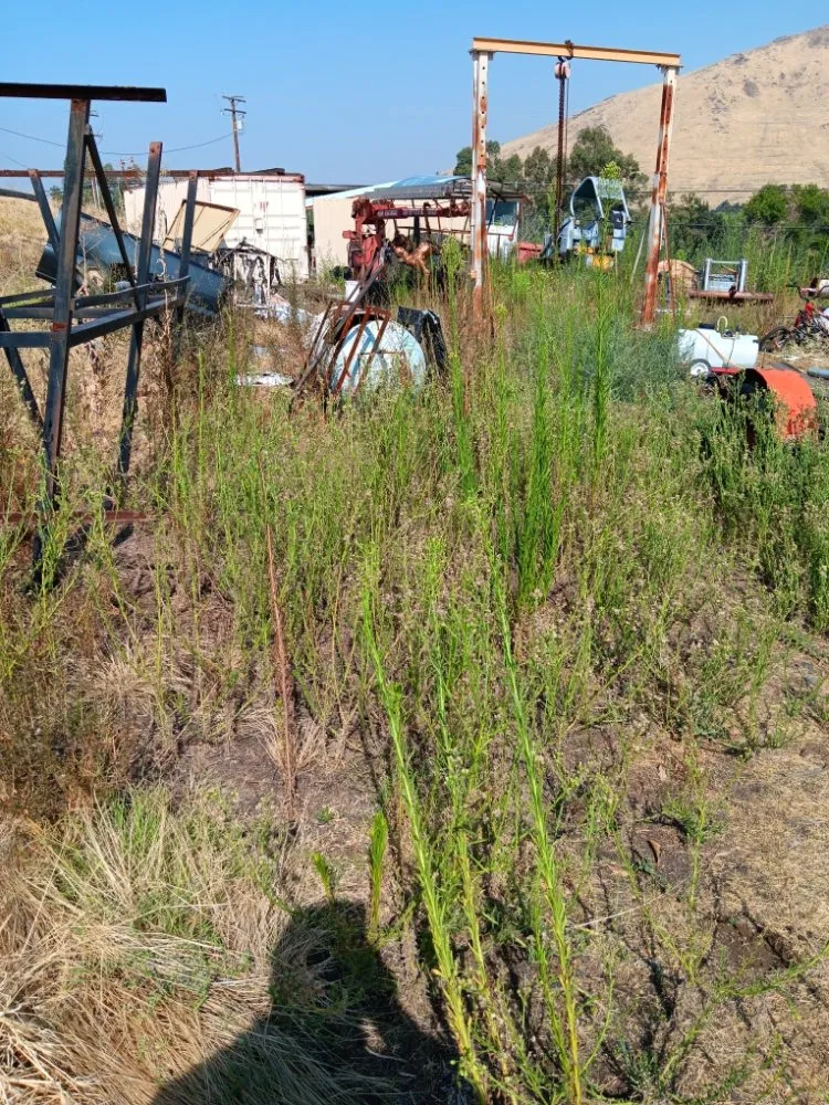 Top-rated landscaping services for year-round maintenance across Porterville, CA - RJ's Lawncare and Handyman service