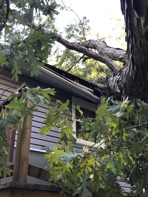 Professional outdoor landscaping in Hayes, VA - RJ'S TREE SERVICE