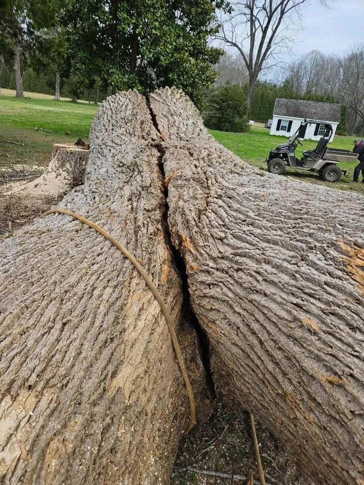 Affordable yard maintenance experts serving Hayes, VA - RJ'S TREE SERVICE