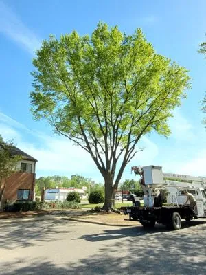 RJ'S TREE SERVICE