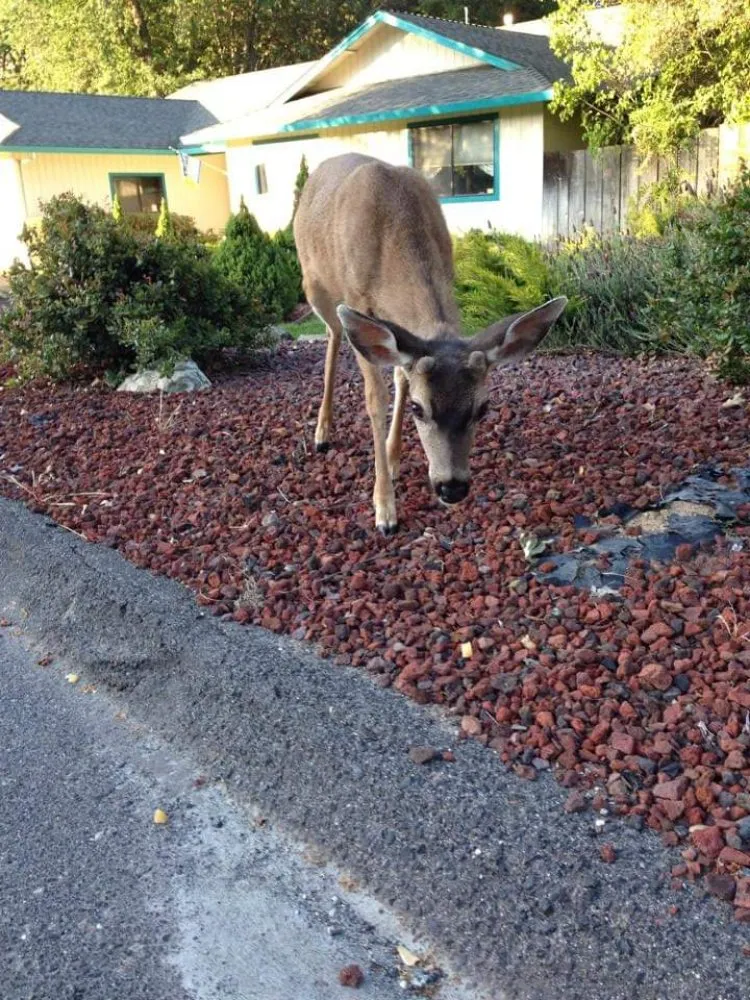 Top-rated yard maintenance experts serving Oroville, CA - R&K Landscape And Junk Removal