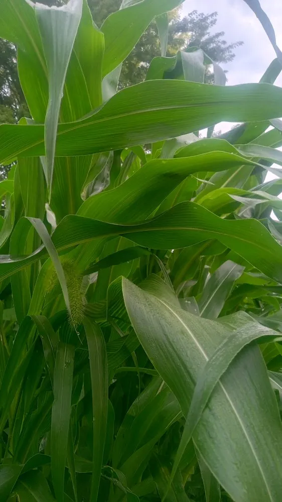 Affordable lawn care service for residential properties across Jonesburg, MO - RK Majestic