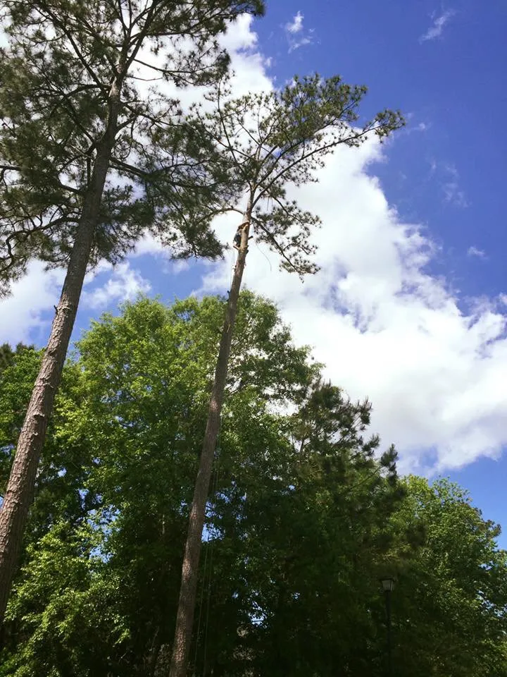 Professional lawn care service for beautiful yards in Loxley, AL by R&K Tree & Landscaping