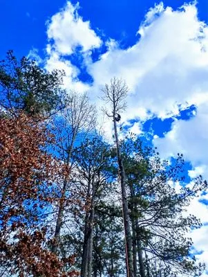 RKC Tree And Landscape Services Logo