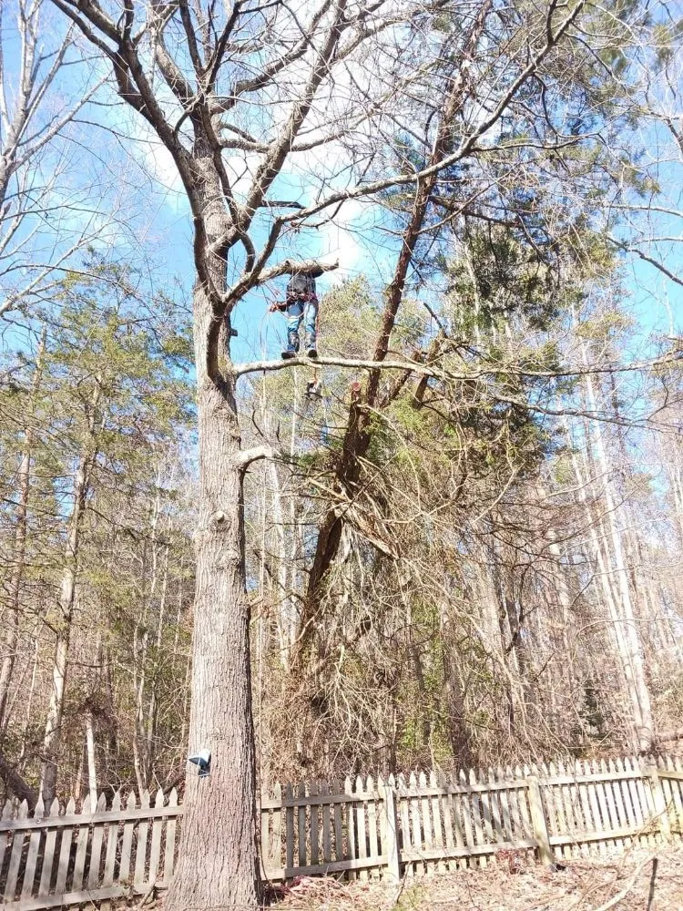 Professional yard maintenance in Culpeper, VA - RKG Tree Service And Landscaping