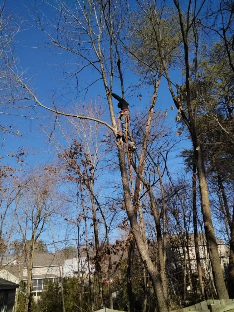 Expert yard cleanup service experts serving Culpeper, VA - RKG Tree Service And Landscaping