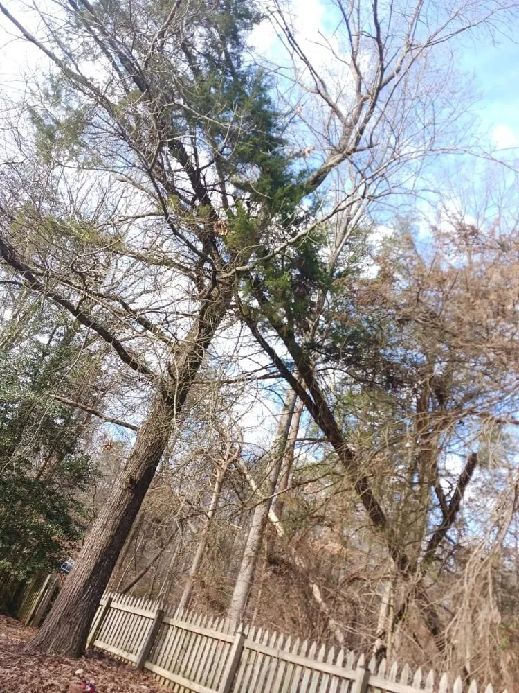 Reliable garden landscaping for outdoor upgrades across Culpeper, VA - RKG Tree Service And Landscaping