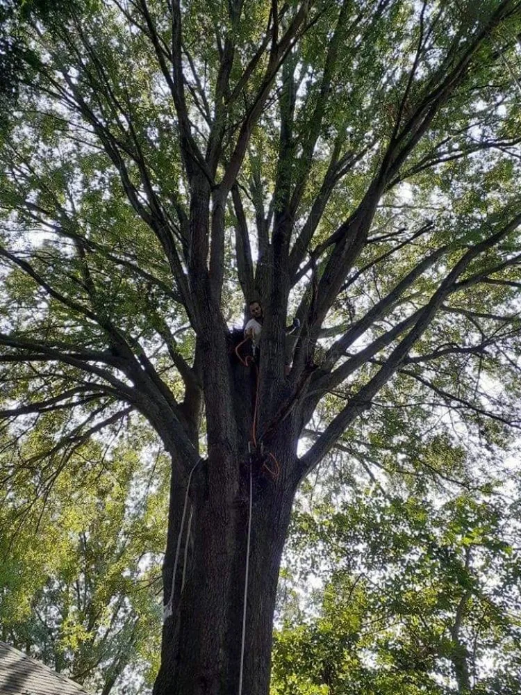 Trusted landscape installation for outdoor upgrades across Culpeper, VA - RKG Tree Service And Landscaping
