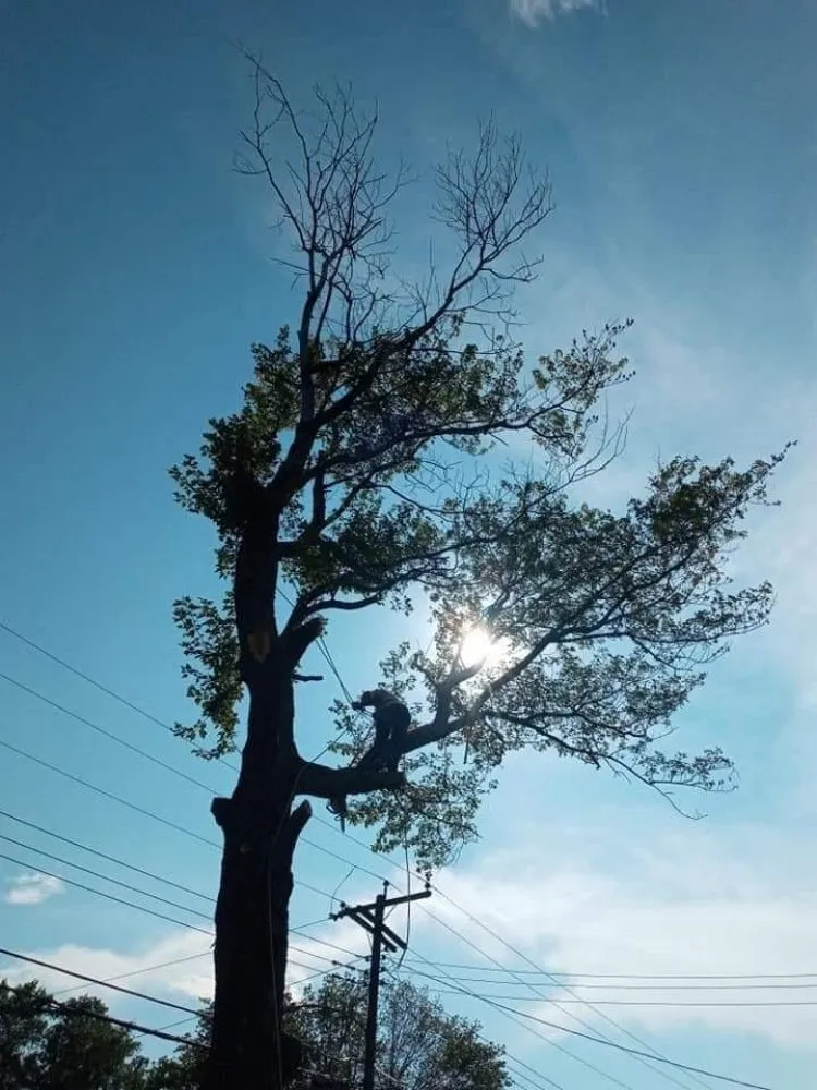 Custom landscaping services for residential properties in Culpeper, VA by RKG Tree Service And Landscaping