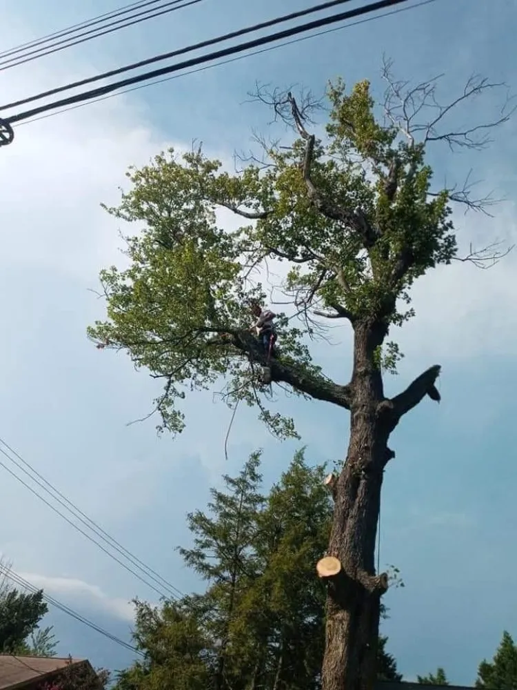 Top-rated landscaping services in Culpeper, VA by RKG Tree Service And Landscaping