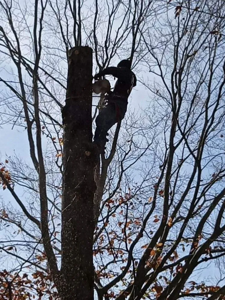 Expert yard cleanup service in Culpeper, VA - RKG Tree Service And Landscaping