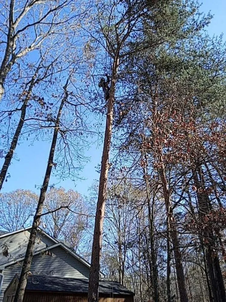 Custom yard maintenance in Culpeper, VA - RKG Tree Service And Landscaping