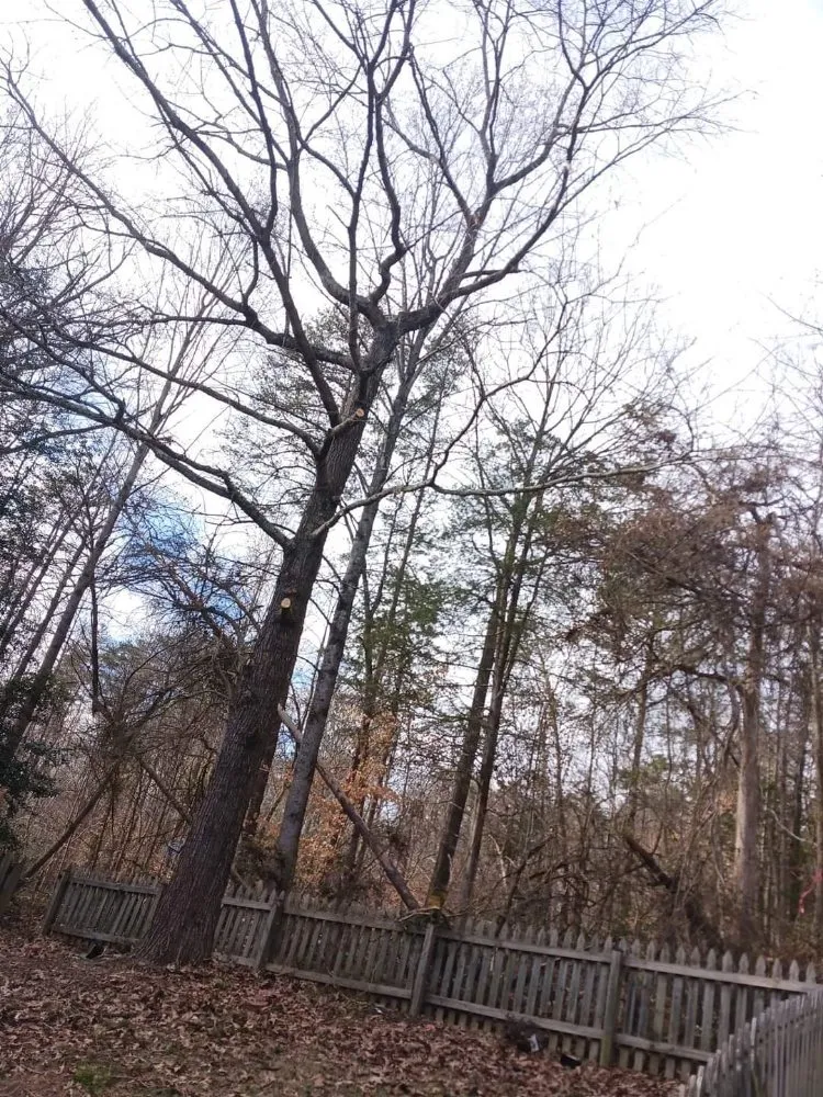 Reliable yard maintenance for homes in Culpeper, VA by RKG Tree Service And Landscaping