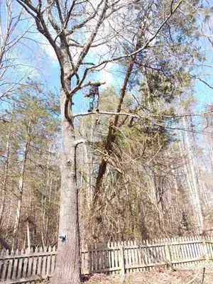 RKG Tree Service And Landscaping Logo