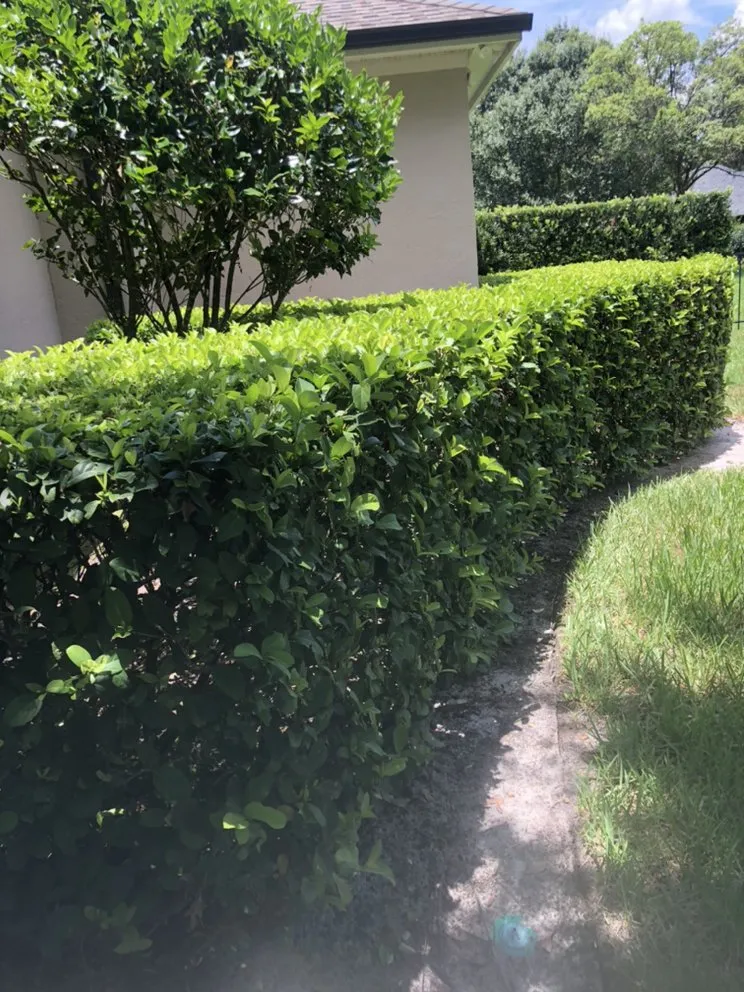 Top-rated lawn care service for outdoor upgrades in Leesburg, FL by RL landscaping group