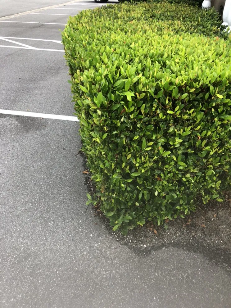 Professional landscaping services in Leesburg, FL by RL landscaping group