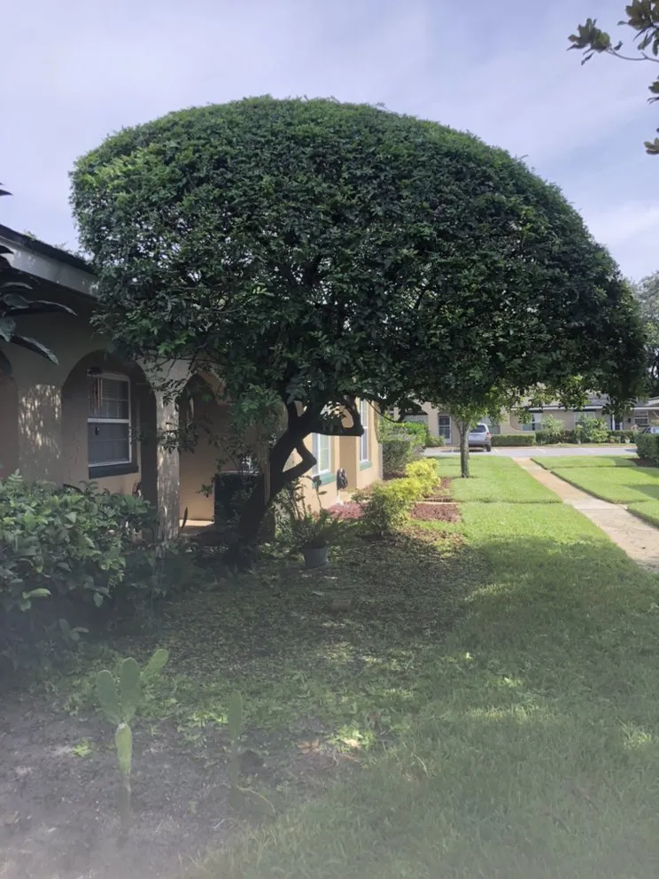 Affordable landscape design in Leesburg, FL - RL landscaping group