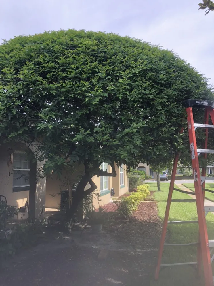 Top-rated landscape design for year-round maintenance in Leesburg, FL by RL landscaping group